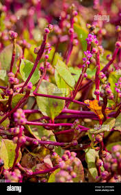 Image result for Basellaceae