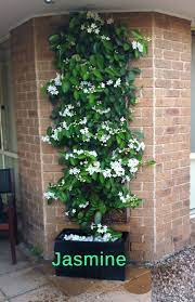 Move The Jasmine Inside For Winter And Grow It Up A Pergola When Spring Comes Plants Container Gardening Garden Vines