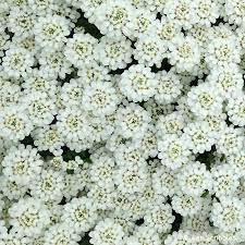 Candytuft A Garden Must Have Live Creatively Inspired
