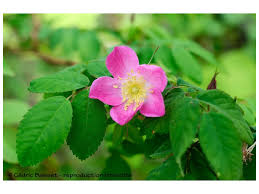 Image result for Rosa sp.