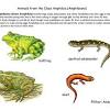 Frogs, toads and salamanders are examples of amphibians. Https Encrypted Tbn0 Gstatic Com Images Q Tbn And9gctpbzt9ybo7l Myeaexu1lysufkzgpw Yyagx2av10pahr5i1ii Usqp Cau