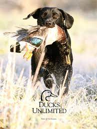 4.5 out of 5 stars. Ducks Unlimited Mobile Wallpaper
