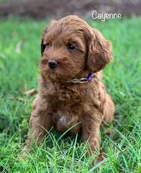 Goldendoodle puppies, irish doodle puppies and bernedoodle puppies by mckenzies doodles in northern virginia, a breeder of f1b english goldendoodle puppies, irish doodles, and bernedoodle puppies breeder in northern virginia. Great Bridge Australian Labradoodles Available Australian Labradoodles Puppies In Virginia