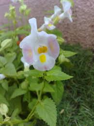 Image result for Torenia thouarsii