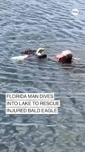 ABC News | A Florida man jumped into action to rescue an injured bald eagle  from an alligator-filled lake, with footage captured by his wife showing...  | Instagram