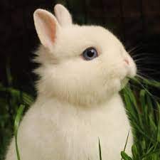 Blue eyes are able to occur in a variety of rabbit breeds, and these rabbits normally have gray coats. My Bunny Cutest Paw Dwarf Bunnies Dwarf Rabbit Rabbit Pictures
