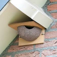 Birds That Make Mud Nests On Houses House Martin Nest Right Single In 2020 House Martin Nest Martin House Nesting Boxes