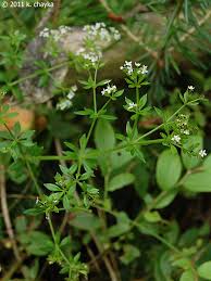 Image result for Galium stenophyllum