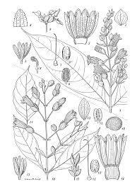 Image result for Whitfieldia brazzae