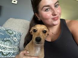 Local dog sitter and walker services available