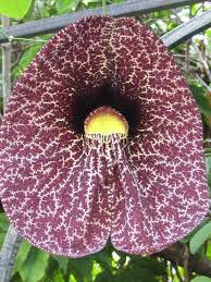 Flower is an unincorporated community in braxton county, west virginia, united states. Calico Flower Trees Of Zambia Inaturalist