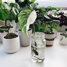 We specialize in white and yellow variegated monstera deliciosa plants. My First Attempt At Propagating Variegated Monstera I Put The Cutting In Water As Soon As There Is Some Good Root Growth I Will Transfer It To Dirt Houseplants