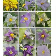 Image result for Solanum cyaneopurpureum