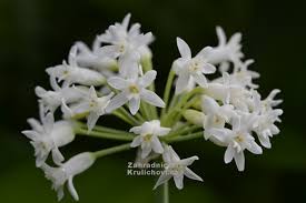 Image result for Tulbaghia fragrans