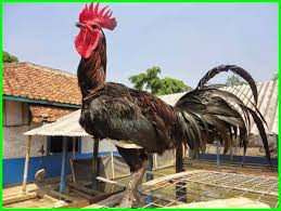 Daftar Ayam Hias Termahal Yang Harus Anda Ketahui Apa Saja Daftarhewan Com Hewan Binatang Jenis