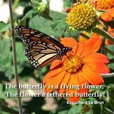 See more of butterflies, fairies, flowers & quotes on facebook. 36 Butterfly Quotes Ideas Butterfly Quotes Butterfly Monarch Butterfly