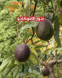 عرفت شجرة الأفوكادو منذ اكثر من 8000 سنة في المكسيك ومنها انتشرت زراعتها في جميع أنحاء العالم وخاصة في المناطق ذات المناخ ال Avocado Tree Fruit Trees Avocado