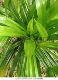 Image result for Pandanaceae