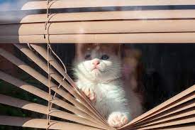 Since the blinds don't present any hanging bits, cats aren't particularly attracted to them. How To Keep Cats From Breaking Blinds The Blinds Com Blog