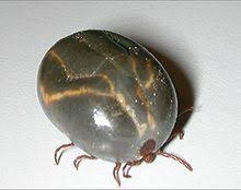 The animals, native to australia and tasmania, have been flourishing on the tiny island in the middle. Ixodes Holocyclus Wikipedia