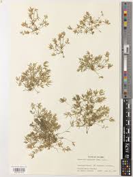 Image result for Eragrostis caespitosa