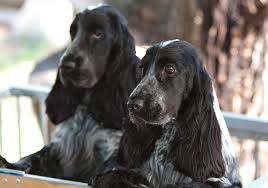 Place a free ad today! Breeders Cocker Spaniel Society Of Nsw Inc
