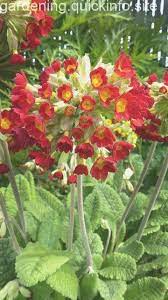 Perennials Annuals Flowers Primula Annies Garden Shade Garden Flower Garden Shade Perennials