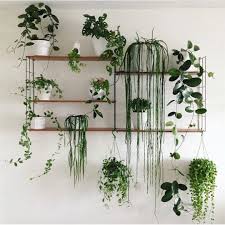 Great Shelf Setup Phot Plant Decor Indoor Room With Plants House Plants Indoor