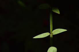 Image result for Canscora alata