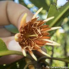 Image result for Rhizophoraceae