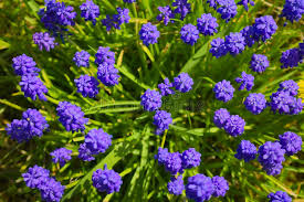 Choose a pink or red color for the most romantic impact, or a purple shade to show beauty and royalty. 316 Give Some Flowers Photos Free Royalty Free Stock Photos From Dreamstime