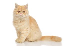 Persian Cat Breed: History, character and temperament of the Persian cats