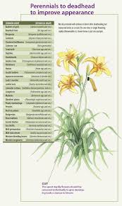 Off With Their Heads Deadheading Perennials Finegardening Perennials Fine Gardening Garden Care