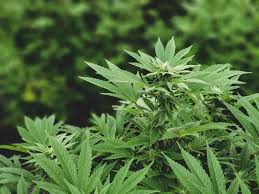Side effects of cbd oil? The Top Cbd Product For Vaping For 2021 Full Spectrum Broad Spectrum And Isolate Vape Liquid Rave Reviews