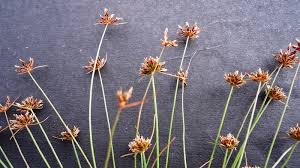 Image result for Bulbostylis trabeculata