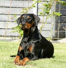 Black And Tan Doberman Pinscher All Natural Black Doberman Doberman Dogs Doberman Pinscher Puppy Doberman Pinscher