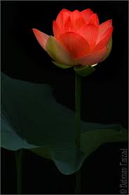 Red Lotus Red Lotus Beautiful Flowers Lotus Blossom