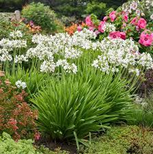 Image result for Agapanthus codii