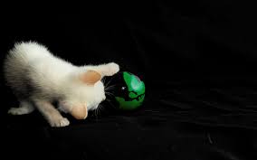 We would be honored to be a partner in your pet's healthcare team. Veterinarian In Dallas Texas Vet Near You Dallas Veterinary Clinic