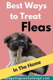 This method is one among those effective methods that are used to get rid of fleas in your house fast. How To Get Rid Of Fleas In A House Fast Budgeting Is A Challenge Kill Fleas In Carpet Fleas Cat Has Fleas