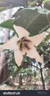 Image result for Rothmannia longiflora