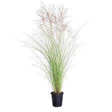 Image result for Miscanthus sinensis