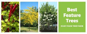 Each evergreen plant is distinct and unique; 6 Best Feature Trees Of 2021 Evergreen Feature Trees