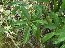 Image result for Psychotria djumaensis