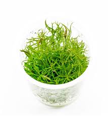 Image result for Pogostemon aquaticus