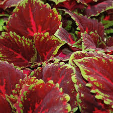 Image result for Coleus buchananii