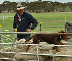 Explore the wide collection of white kitchen sinks undermount at discounts. White S Kelpie Stud Home Facebook
