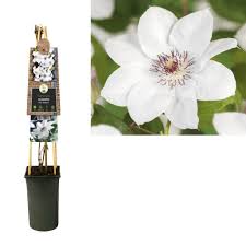 Check spelling or type a new query. Clematis Kletterpflanzen Ernest Markham 3 0 Grossblutig Florastore