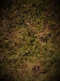 Moos Haltbar Machen Mit Glycerin Moos Diy Deko Moos Graffiti