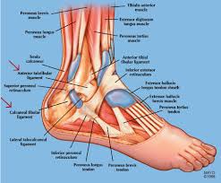 We did not find results for: Pediatric Sports Related Injuries Of The Lower Extremity Ankle 2016 09 19 Ahc Media Continuing Medical Education Publishing